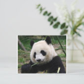 Panda Postkarte (Stehend Vorderseite)