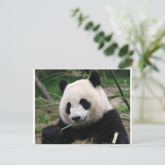 Panda Postkarte (Stehend Vorderseite)