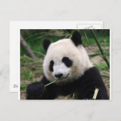 Panda Postkarte (Vorne/Hinten)