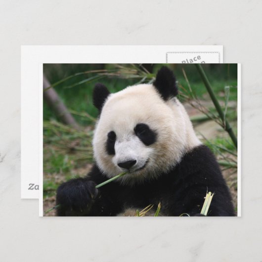 Panda Postkarte (Vorne/Hinten)
