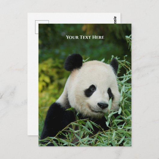 Panda Postkarte (Vorne/Hinten)