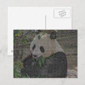 PANDA POSTKARTE (Vorne/Hinten)