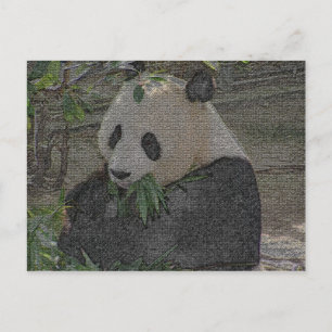 PANDA POSTKARTE
