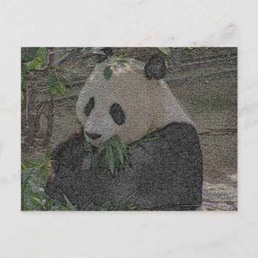 PANDA POSTKARTE (Vorderseite)