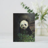 Panda Postkarte (Stehend Vorderseite)