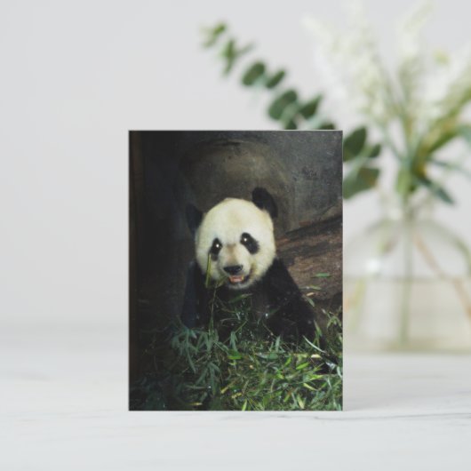 Panda Postkarte (Stehend Vorderseite)