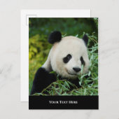 Panda Postkarte (Vorne/Hinten)