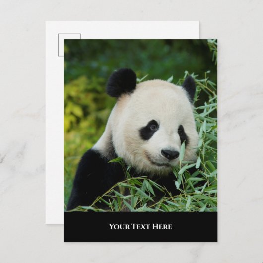 Panda Postkarte (Vorne/Hinten)