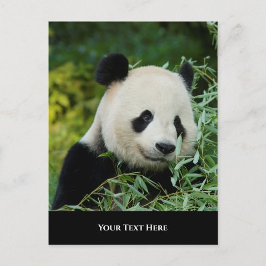 Panda Postkarte (Vorderseite)