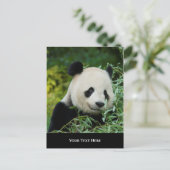 Panda Postkarte (Stehend Vorderseite)