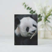 Panda Postkarte (Stehend Vorderseite)