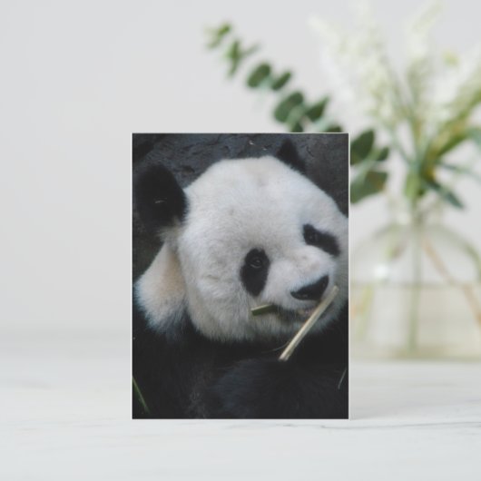 Panda Postkarte (Stehend Vorderseite)