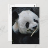 Panda Postkarte (Vorne/Hinten)