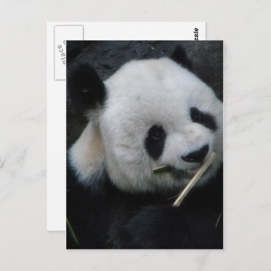 Panda Postkarte (Vorne/Hinten)