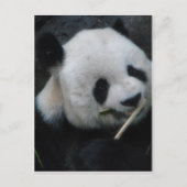 Panda Postkarte (Vorderseite)