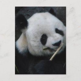 Panda Postkarte