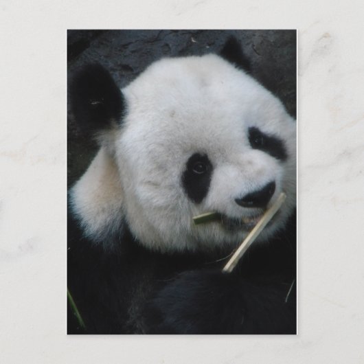 Panda Postkarte (Vorderseite)