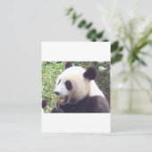 Panda Postkarte (Stehend Vorderseite)