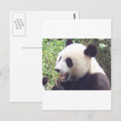 Panda Postkarte (Vorne/Hinten)