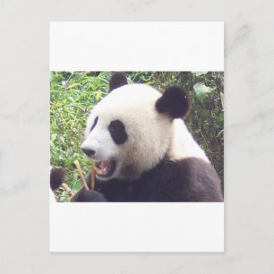 Panda Postkarte