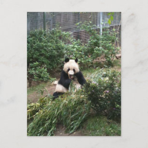 Panda Postkarte