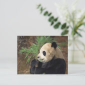 Panda-Profil Postkarte (Stehend Vorderseite)