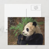 Panda-Profil Postkarte (Vorne/Hinten)
