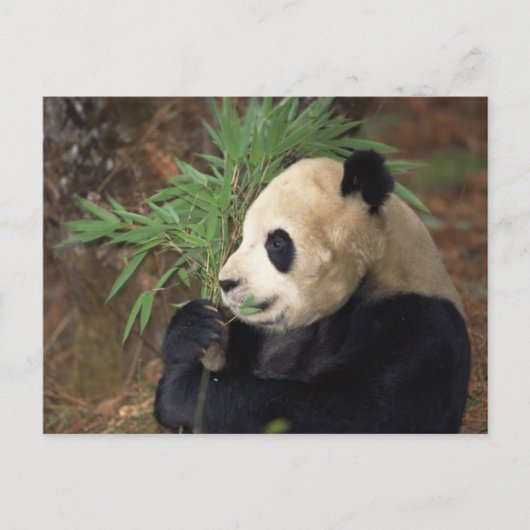 Panda-Profil Postkarte (Vorderseite)