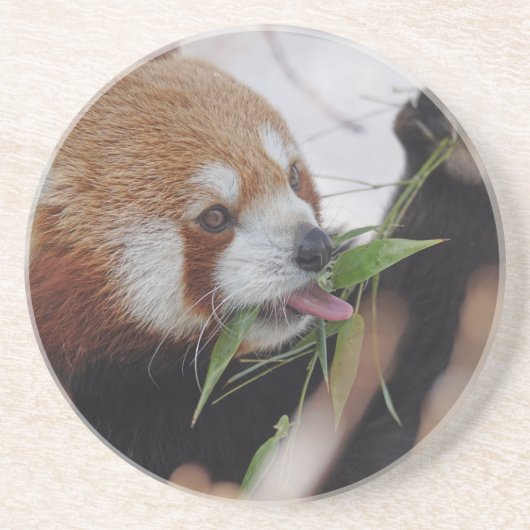 Panda-rote Tierausdruck niedlich Untersetzer (Vorne)
