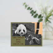Panda San Diego Zoo Postcard Postkarte (Stehend Vorderseite)