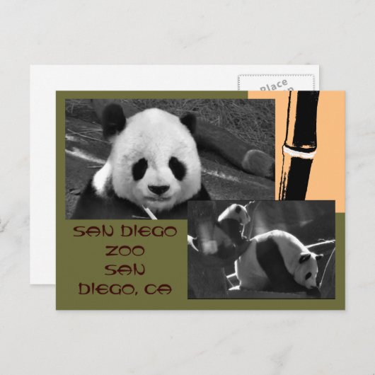 Panda San Diego Zoo Postcard Postkarte (Vorne/Hinten)