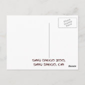 Panda San Diego Zoo Postcard Postkarte (Rückseite)