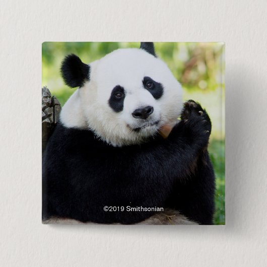 Panda-Sitzen Button (Vorderseite)