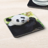 Panda-Sitzen Getränkeuntersetzer (Linke Seite)