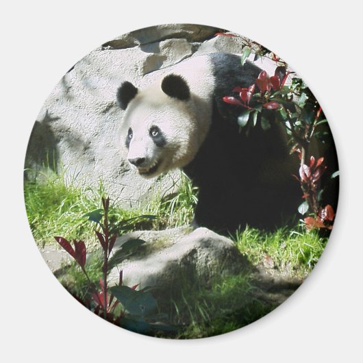 Panda Smile Magnet (Vorne)
