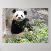 Panda Snack Poster (Vorne)