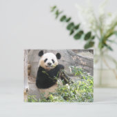Panda Snack Postkarte (Stehend Vorderseite)