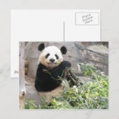 Panda Snack Postkarte (Vorne/Hinten)