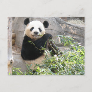 Panda Snack Postkarte