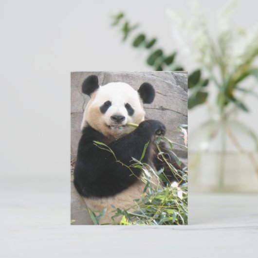 Panda Snack Postkarte (Stehend Vorderseite)