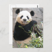 Panda Snack Postkarte (Vorne/Hinten)