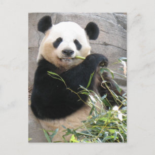 Panda Snack Postkarte