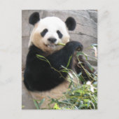 Panda Snack Postkarte (Vorderseite)