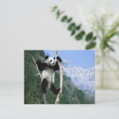 Panda steckte in Bäumen fest Postkarte (Stehend Vorderseite)