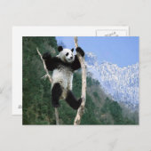 Panda steckte in Bäumen fest Postkarte (Vorne/Hinten)