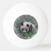 Panda Tischtennisball (Rückseite)