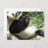 Panda und Bamboo Postcard Postkarte (Vorne/Hinten)