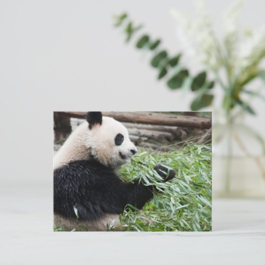 Panda und Bamboo Postkarte (Stehend Vorderseite)