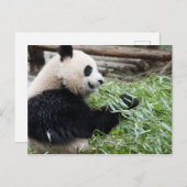 Panda und Bamboo Postkarte (Vorne/Hinten)