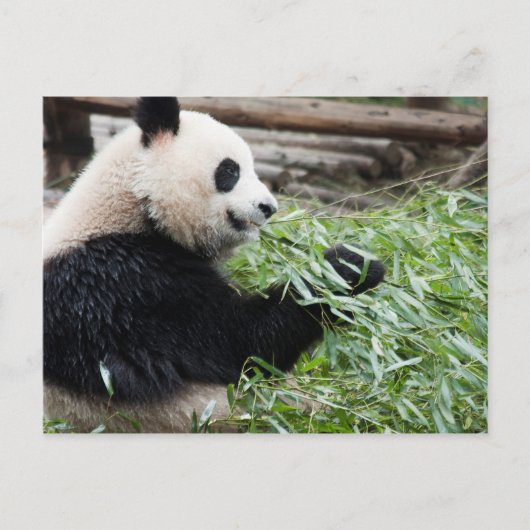 Panda und Bamboo Postkarte (Vorderseite)